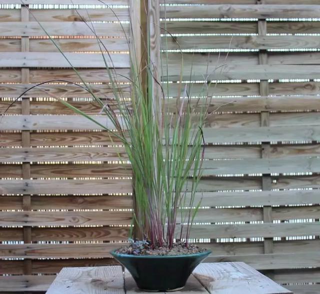 野草盆景也很美