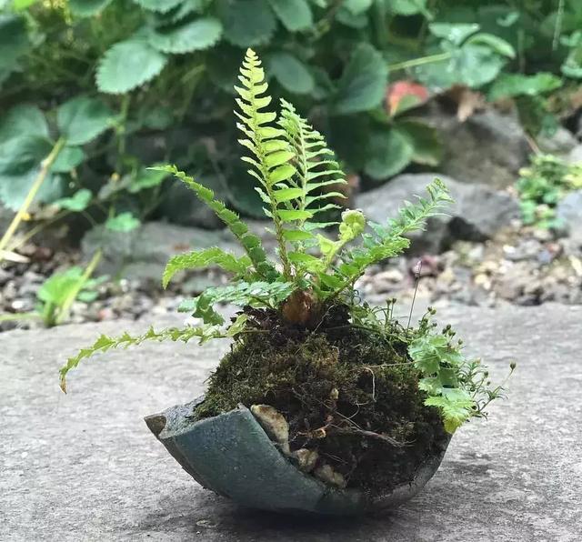 野草盆景也很美