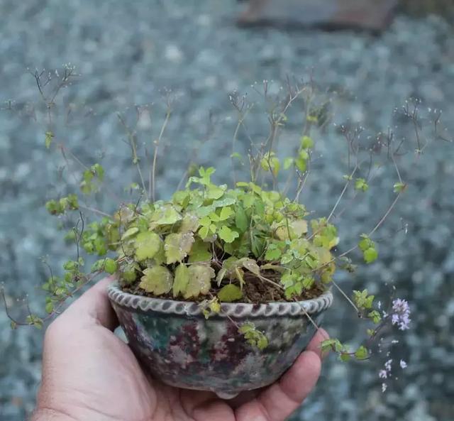 野草盆景也很美