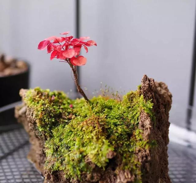 野草盆景也很美