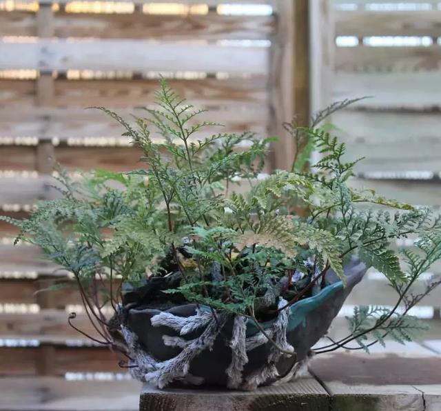 野草盆景也很美