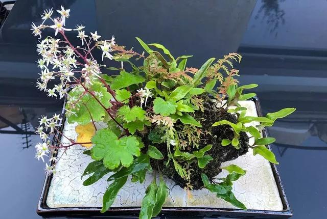 野草盆景也很美