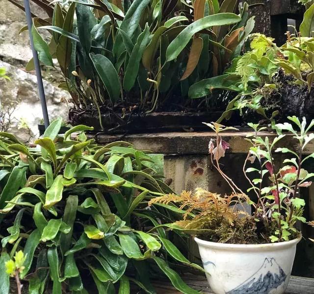 野草盆景也很美