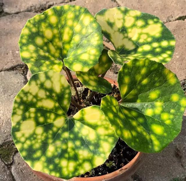 野草盆景也很美