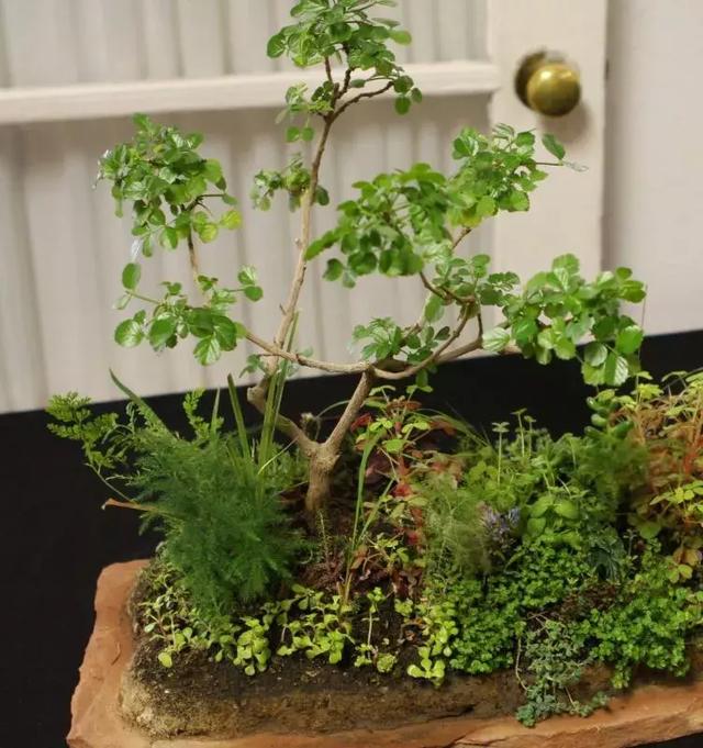 野草盆景也很美