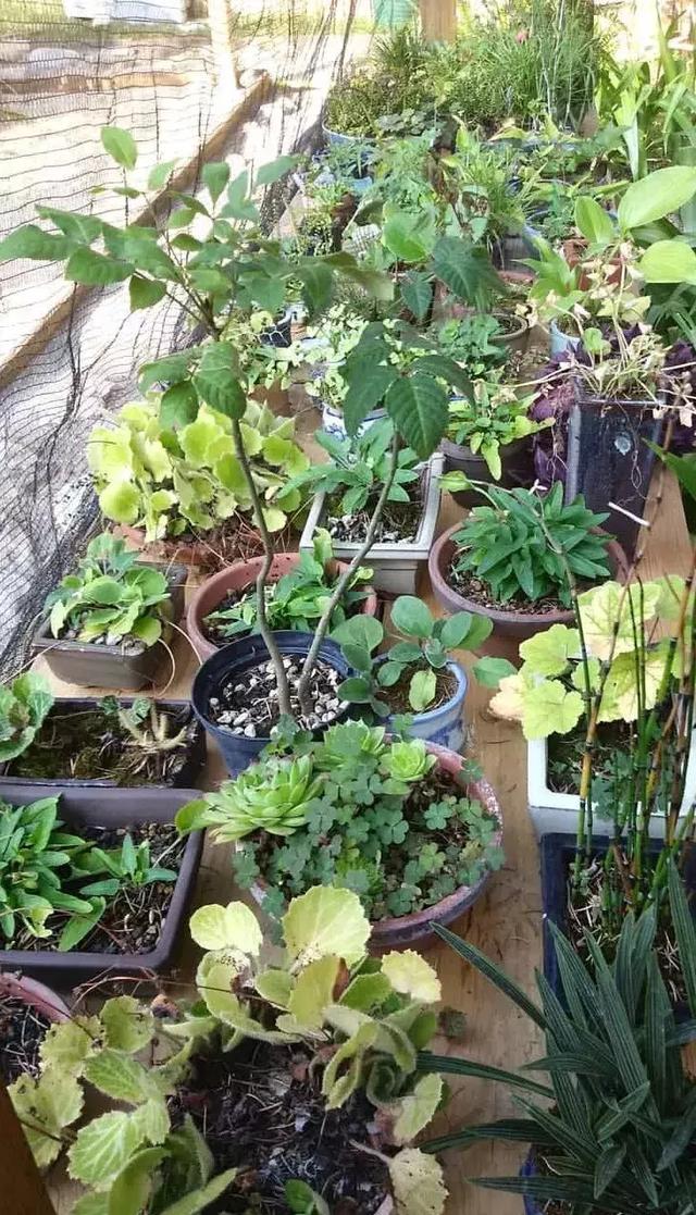 野草盆景也很美