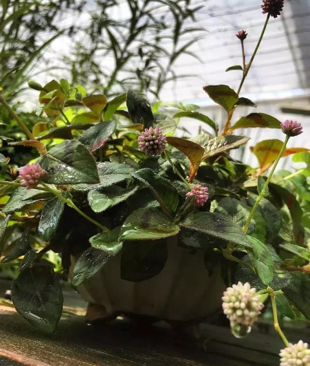 野草盆景也很美