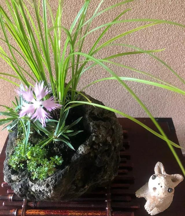 野草盆景也很美