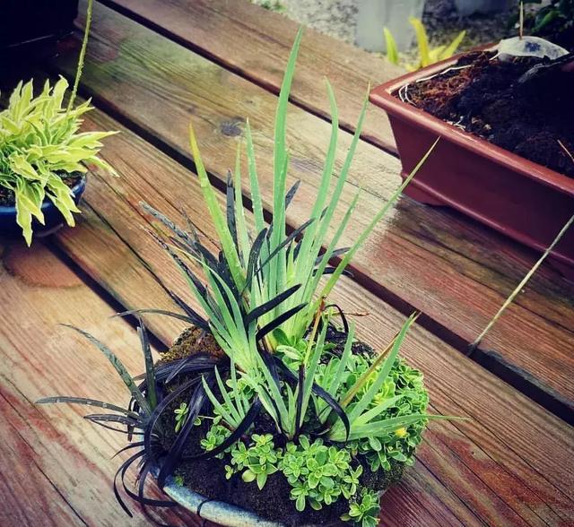 野草盆景也很美