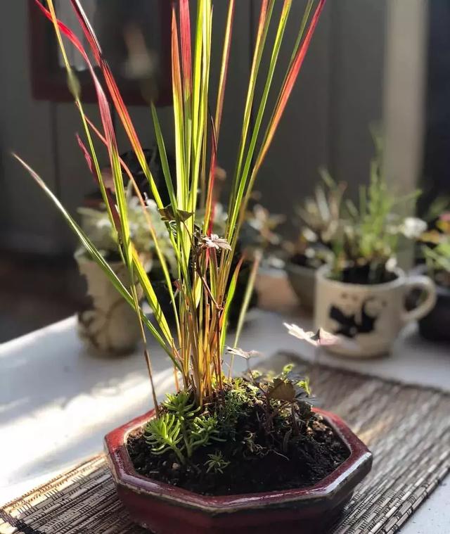 野草盆景也很美