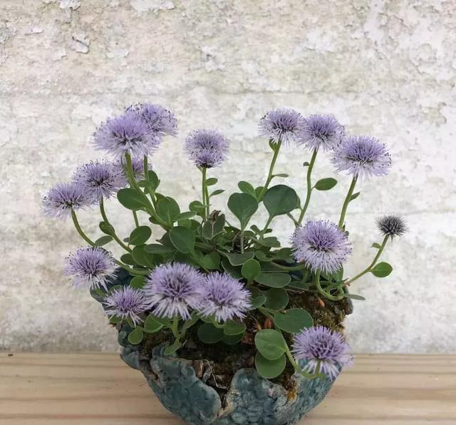 野草盆景也很美