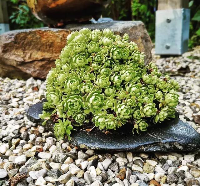 野草盆景也很美