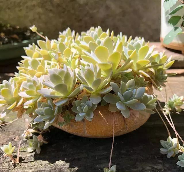 野草盆景也很美