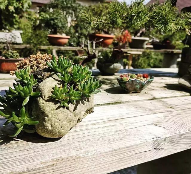 野草盆景也很美