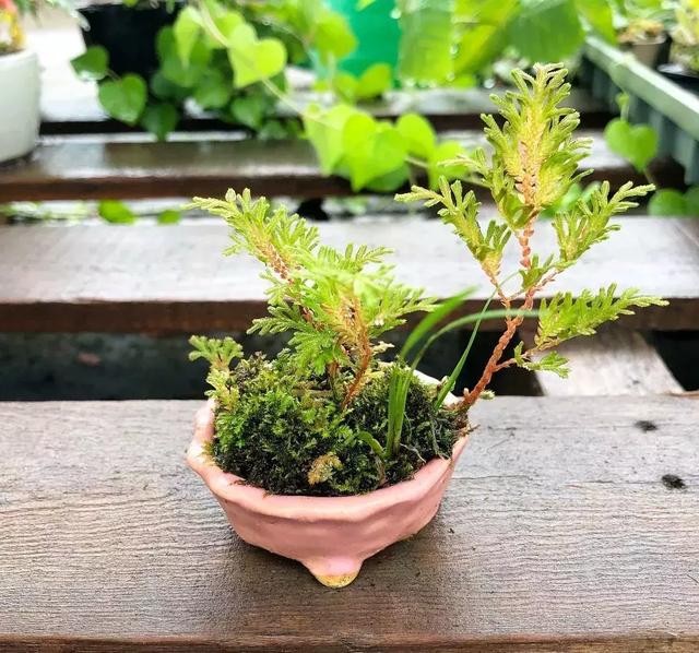 野草盆景也很美