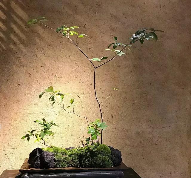 野草盆景也很美