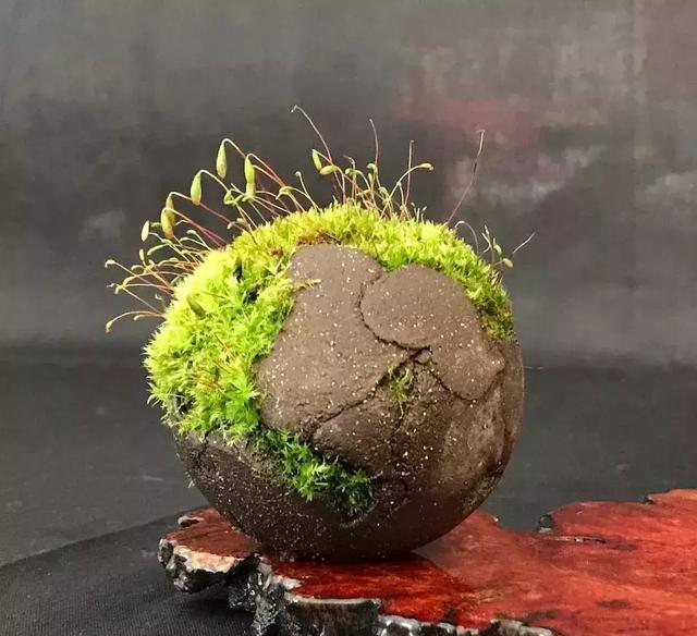 野草盆景也很美