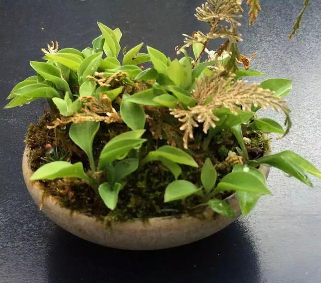 野草盆景也很美