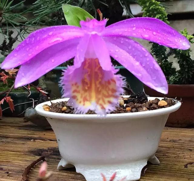 野草盆景也很美