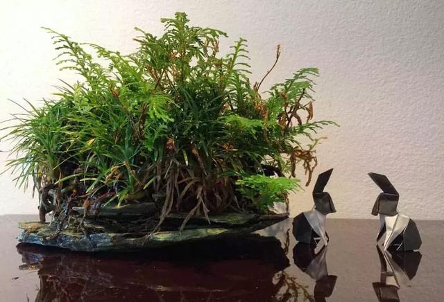 野草盆景也很美