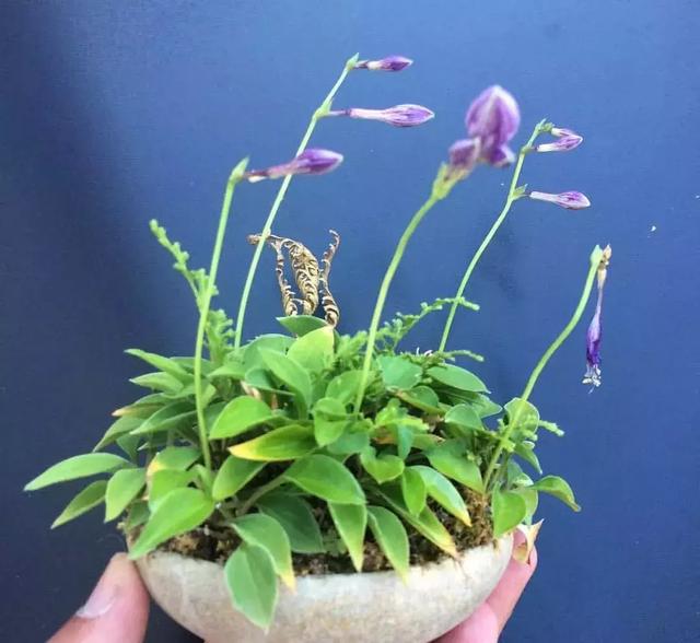 野草盆景也很美