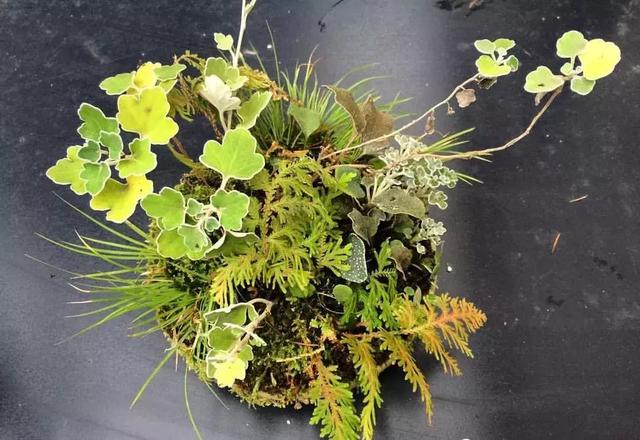 野草盆景也很美