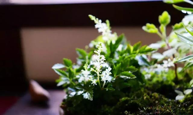 野草盆景也很美