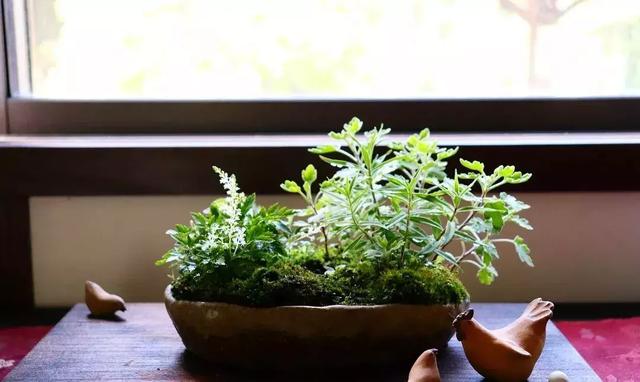 野草盆景也很美