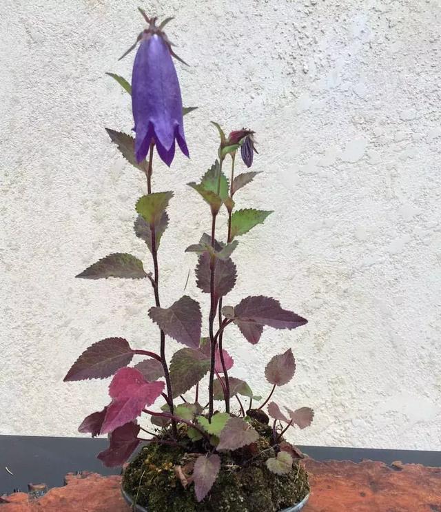 野草盆景也很美