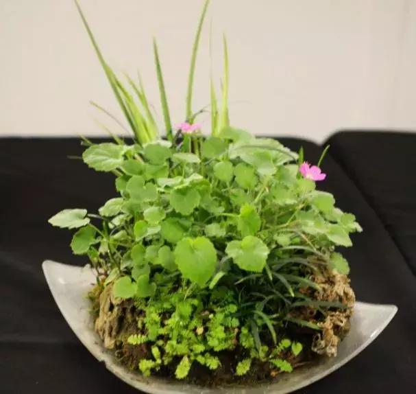 野草盆景也很美
