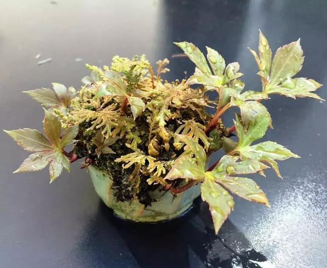 野草盆景也很美