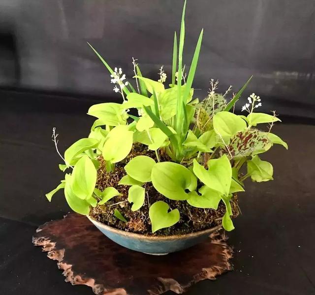 野草盆景也很美