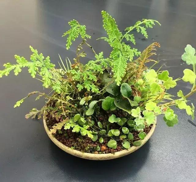 野草盆景也很美