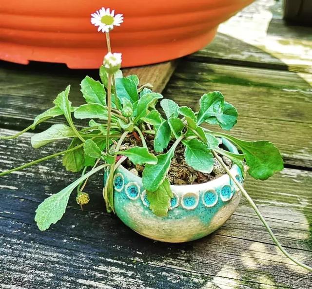 野草盆景也很美