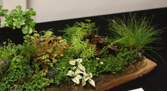 野草盆景也很美