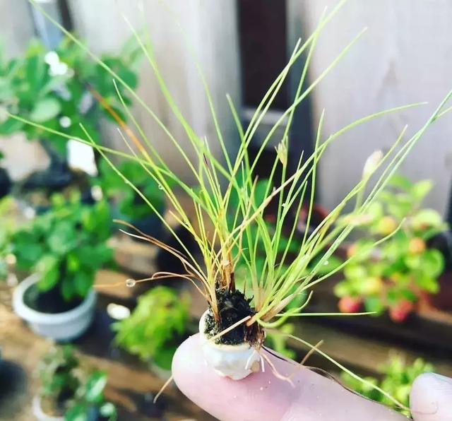 野草盆景也很美