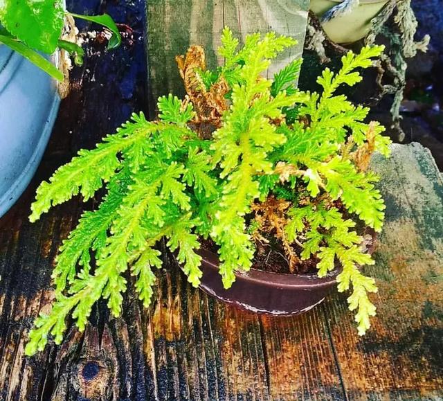 野草盆景也很美