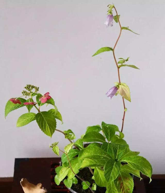 野草盆景也很美