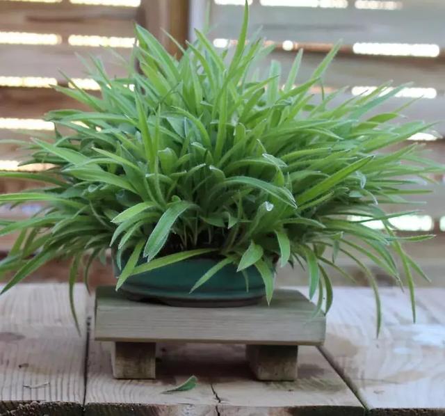 野草盆景也很美