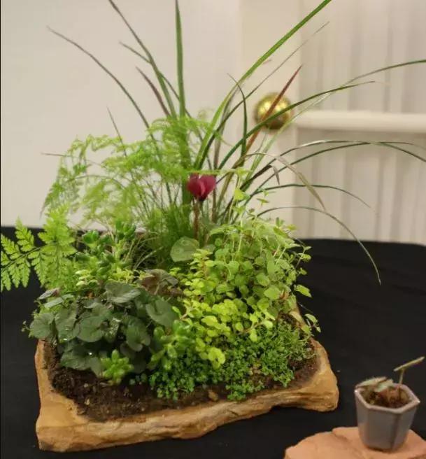 野草盆景也很美