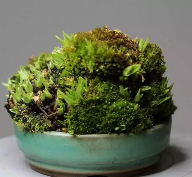 野草盆景也很美