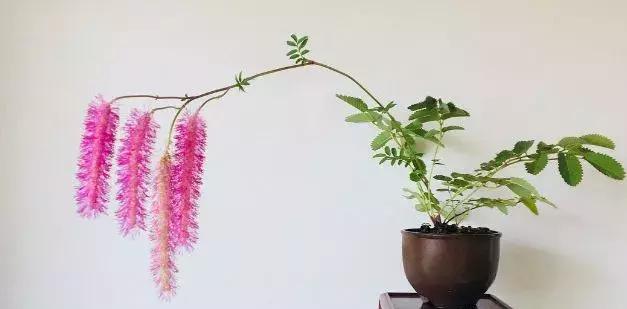 野草盆景也很美