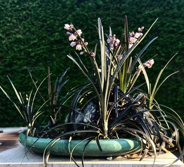 野草盆景也很美