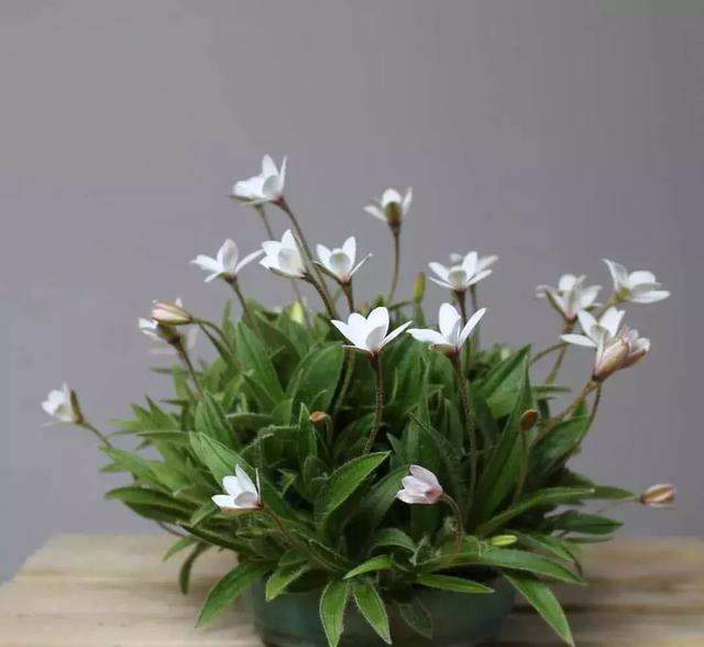 野草盆景也很美