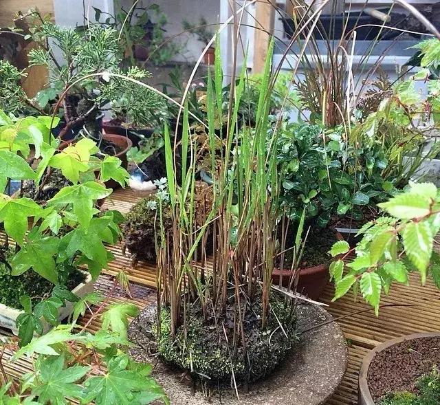 野草盆景也很美