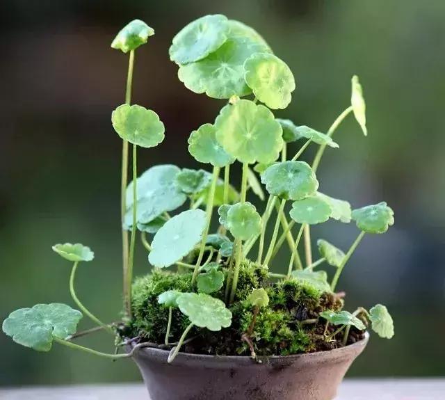 野草盆景也很美