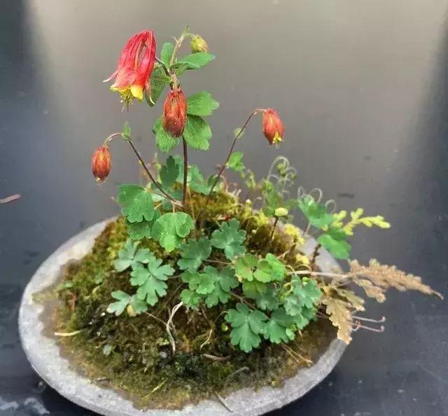 野草盆景也很美