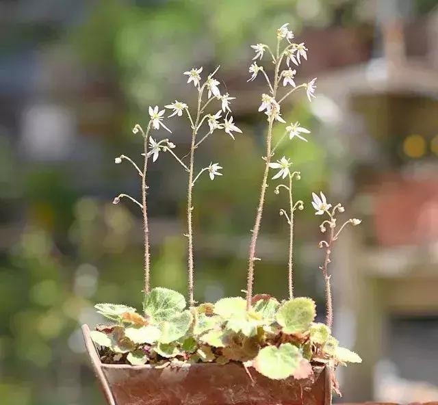 野草盆景也很美