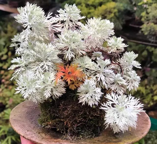 野草盆景也很美