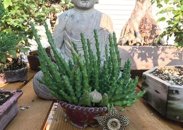 野草盆景也很美